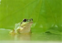 青蛙吃蜻蜓吗？