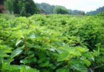 烧仙草的草长什么样子