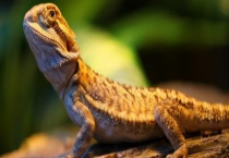 鬃狮蜥是不是保护动物 鬃狮蜥怎么养