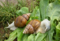 白玉蜗牛冬眠吗？