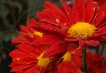 花干了浇水还能活吗？