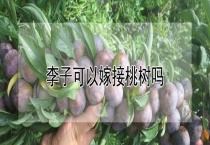 李子可以嫁接桃树吗？