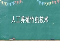 人工养殖竹虫技术