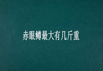 赤眼鳟最大有几斤重