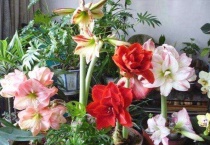 对红花一年开几次