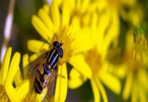 如何控制中蜂不分蜂 注意事项有哪些？