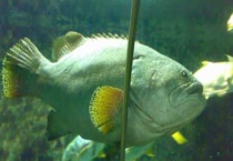 大黄花鱼和小黄花鱼的区别？ 有四个方面