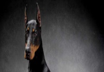 杜宾犬打架凶吗？杜宾犬能长多大