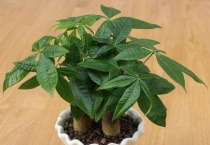 发财树能水培养吗？