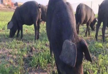 中国十大黑猪产地 不同产地黑猪的特点