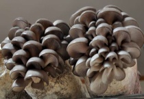 蘑菇有种子吗？