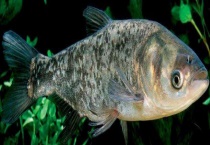 春季钓鲢鱼技巧大全 饵料怎样配置