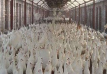 肉鸽哪个品种好养 不同品种的特点不同