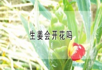 生姜会开花吗？