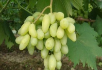 葡萄种植多久？