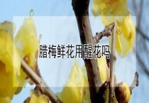 腊梅鲜花用醒花吗？