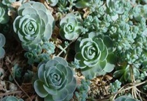 子持莲华的养殖多久？