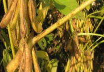 黄豆传播种子靠什么 附黄豆的种植时间