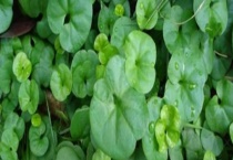 马蹄金与金钱草有什么不同 从外形、叶子等方面来区分