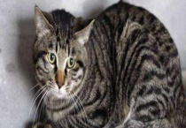 猫为什么喜欢吃鱼 它不能吃什么食物