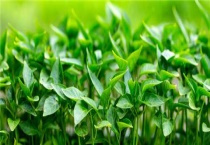 间苗是什么意思？