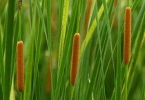 蒲草的功效与作用