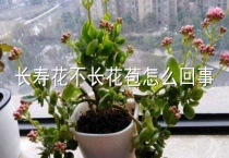 长寿花不长花苞怎么回事