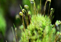 苔花一般何时开花 苔藓是什么？