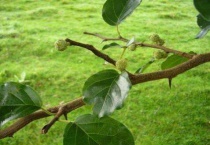 柘桑树与柘木的区别？