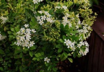 九里香能在室内养吗？