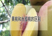 黄桃和水蜜桃的区别？