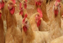 山鸡的繁殖特性 繁殖期有很强的争偶现象