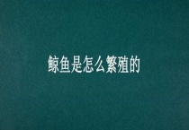 鲸鱼是怎么繁殖的