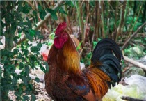 鸡冠发黑用什么药