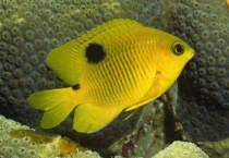 鱼死了有什么预兆