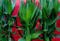 莲花竹的繁殖方法 怎么养