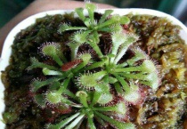 什么是孔雀茅膏菜