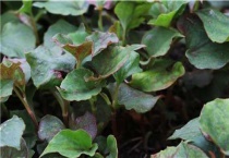 鱼腥草烂根怎么回事