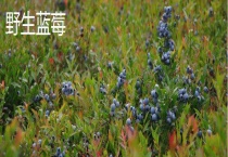 野生蓝莓和种植蓝莓的区别？ 外观、生长环境、口感及营养均有区别？