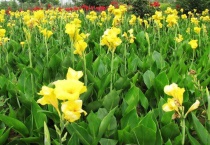 美人蕉象征意义