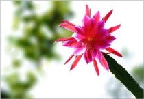 令箭荷花叶片发紫怎么回事