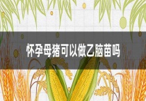 怀孕母猪可以做乙脑苗吗？