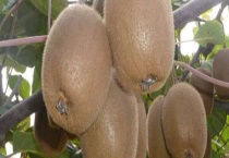 猕猴桃一棵能结果吗？