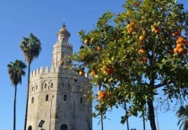 金桔树春天会掉叶子吗？