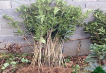 移栽植物时保护根的多久？