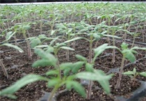 番茄出现高脚苗怎么办？