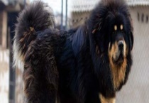 藏獒吃什么狗粮好？藏獒的饲养饲料有哪些？