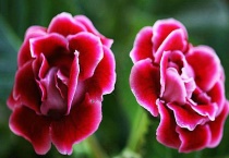 大岩桐花后怎么砍头