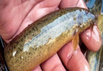 钓泥鳅怎样打窝 可以选择哪些饵料 常用钓法有哪些？