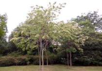 皮树又叫什么树